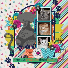 cats-11-15-16.jpg
