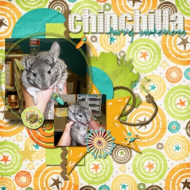 chinchilla.jpg