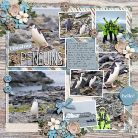 chinstrap_penguins.jpg