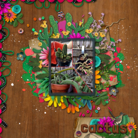 cmg-cactiiandredrocks_lo.jpg