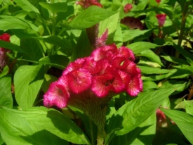 cockscomb.jpg