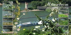 fb_ruedesheim_05_mauseturm_small.jpg