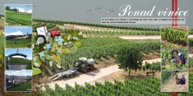 fb_ruedesheim_05_vinice_small.jpg