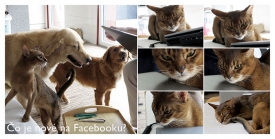 fb_zvieratka_10.jpg