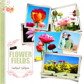 flowerfieldscollage.jpg