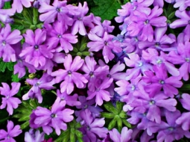 flowers.jpg
