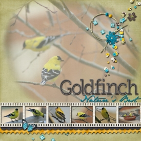 goldfinch.jpg