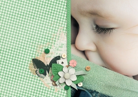 manduca-lashes.jpg