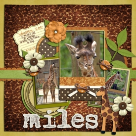 miles-the-baby-giraffe.jpg