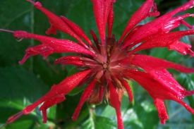 monarda_over_head_shot.jpg