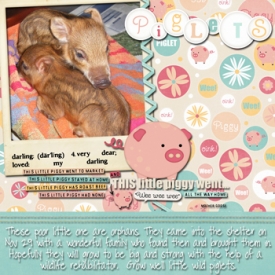 piglets_copy.jpg
