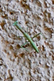 praying_mantis.jpg