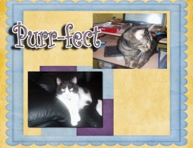 purrfect.jpeg