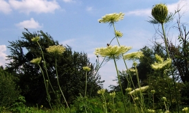 queen_anne_s_lace_enhanced.jpg