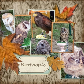 roofvogels.jpg