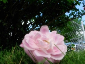 rose2.jpg