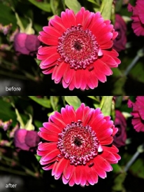 shutterbug14.jpg