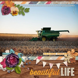 sm2013-11-cornharvest.jpg