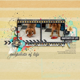 snapshotsoflife-copy.jpg