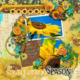 sunflowerseason-copy.jpg
