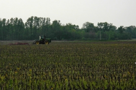 the-field.jpg
