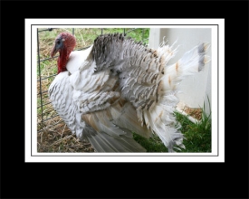 tom-turkey.jpg