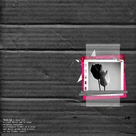 tulipes-600.jpg
