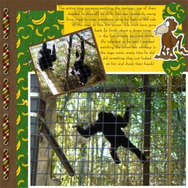 web-monkeys-at-reid-park.jpg
