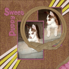 web-sweet-puppy.jpg