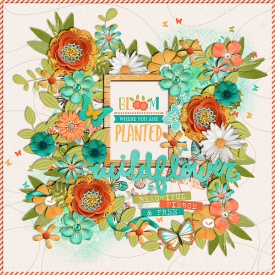 wildflower_HSA-one-derful-2-copy.jpg
