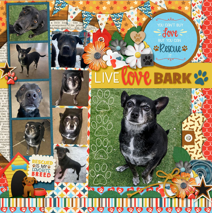 web_12-2020_Rightt-Bark_Play-cs-DIU22-megsc_petrescue