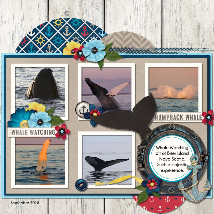 whalewatching1