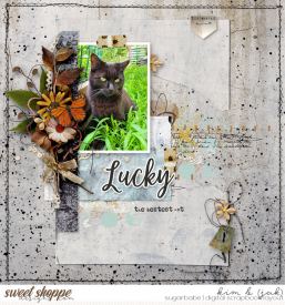 Lucky-bestest-cat_b.jpg