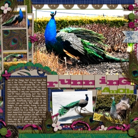 peacock600.jpg