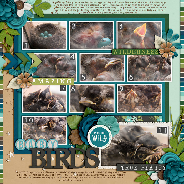 babybirdsweb700