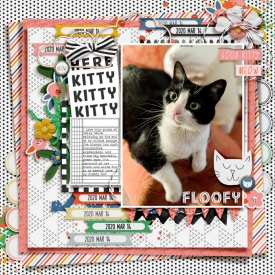 HereKittyKittyKitty_HollyBelle_2020-03-14.jpg