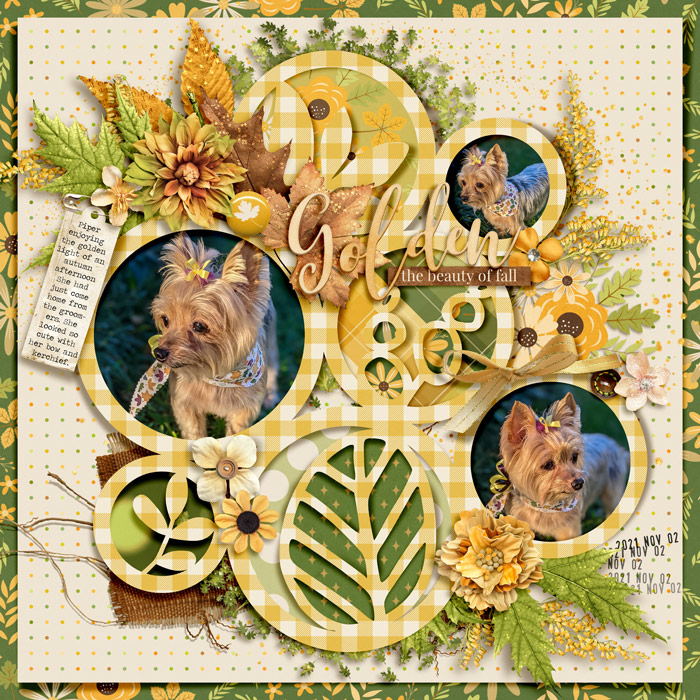 Golden_Piper_2021-11-02