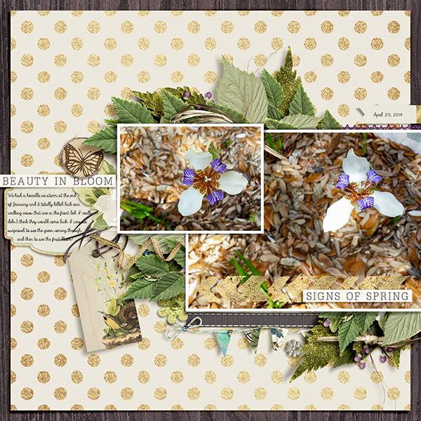 SignsofSpring_WalkingIrises_4-25-14