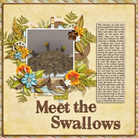 Meet-the-Swallows.jpg