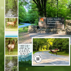 web_2022_05_May12_GSMNP_Elk_LG_modular-album-Template_left.jpg