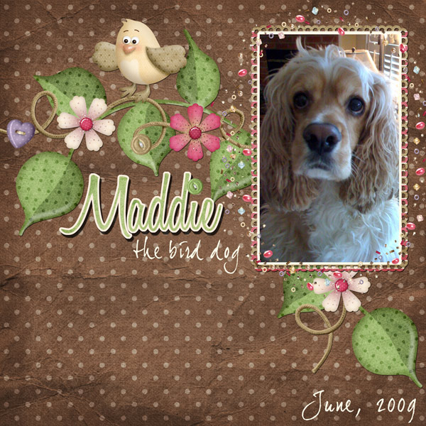 Maddie-The-Bird-Dog