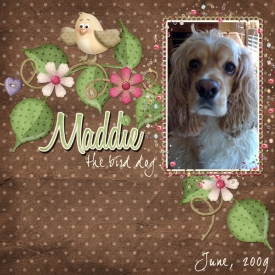 Maddie-The-Bird-Dog.jpg