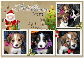 Puppies2.jpg