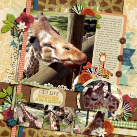 feedinggiraffe700small.jpg