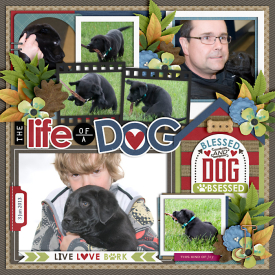 lifeOfADog2013-web-700.jpg