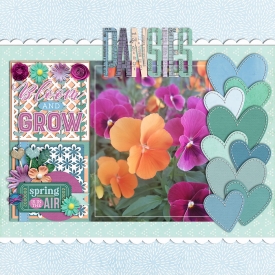 pansies-web-700.jpg