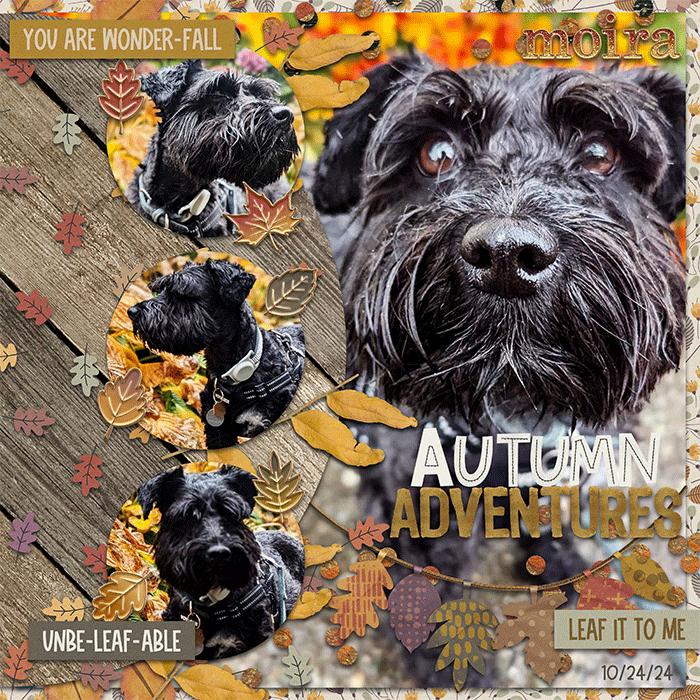 autumndog_web