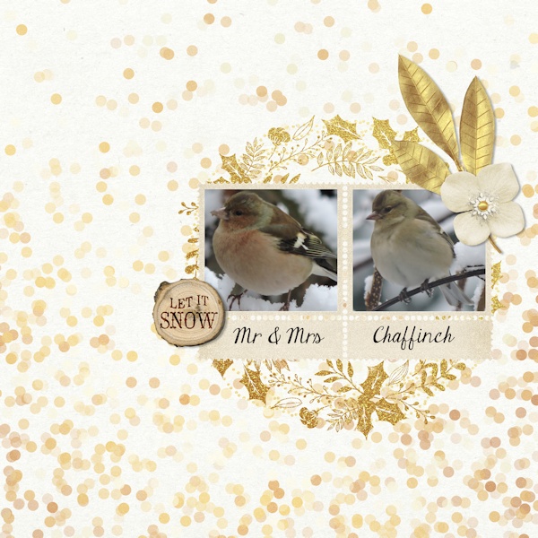 16jan_finch01