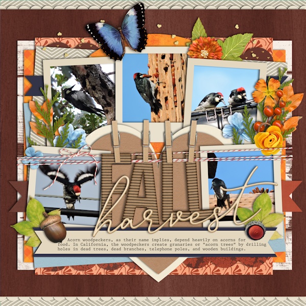 16oct_woodpecker01