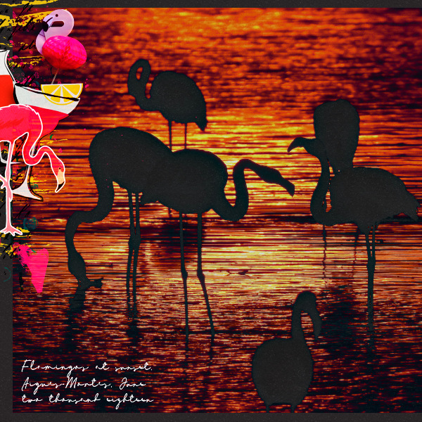 18jun23_flamingo01